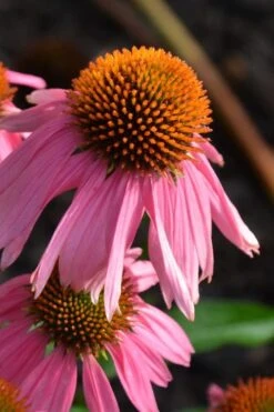 Kim's Knee High Coneflower (Echinacea) - 1 Gallon Pot -Cheap US Topiary Plant Store echinacea purpurea kims knee high coneflower 3