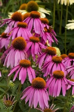 Kim's Knee High Coneflower (Echinacea) - 1 Gallon Pot -Cheap US Topiary Plant Store echinacea purpurea kims knee high coneflower 5