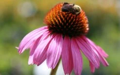 Magnus Purple Coneflower (Echinacea) - 1 Gallon Pot -Cheap US Topiary Plant Store echinacea purpurea magnus coneflower 1 gallon