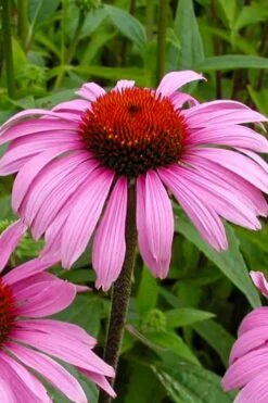 Magnus Purple Coneflower (Echinacea) - 1 Gallon Pot -Cheap US Topiary Plant Store echinacea purpurea magnus coneflower 6
