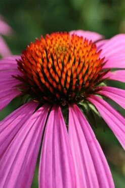 Magnus Purple Coneflower (Echinacea) - 1 Gallon Pot -Cheap US Topiary Plant Store echinacea purpurea magnus coneflower 8