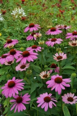 Magnus Purple Coneflower (Echinacea) - 1 Gallon Pot -Cheap US Topiary Plant Store echinacea purpurea magnus coneflower 9