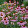 Purple Coneflower (Echinacea) - 1 Gallon Pot