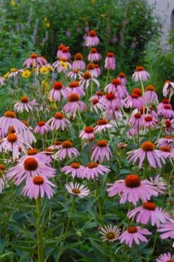 Purple Coneflower (Echinacea) - 1 Gallon Pot