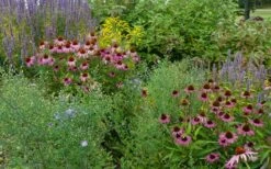 Purple Coneflower (Echinacea) - 1 Gallon Pot -Cheap US Topiary Plant Store echinacea purpurea purple coneflower 23