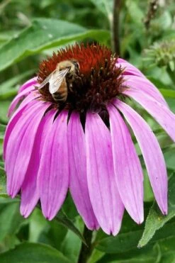 Purple Coneflower (Echinacea) - 1 Gallon Pot -Cheap US Topiary Plant Store echinacea purpurea purple coneflower 27