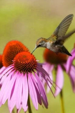 Purple Coneflower (Echinacea) - 1 Gallon Pot -Cheap US Topiary Plant Store echinacea purpurea purple coneflower 28