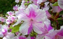Autumn Twist Encore Azalea - 1 Gallon Pot 7 Autumn Twist Encore Azalea - 1 Gallon Pot -Cheap US Topiary Plant Store encore azalea autumn twist