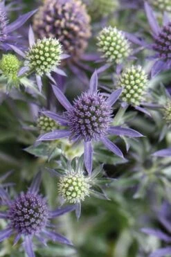Blue Hobbit Sea Holly (Eryngium Planum) - 1 Gallon Pot 9 Blue Hobbit Sea Holly (Eryngium Planum) - 1 Gallon Pot -Cheap US Topiary Plant Store eryngium planum blue hobbit sea holly 1 1