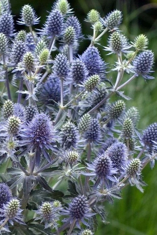 Blue Hobbit Sea Holly (Eryngium Planum) - 1 Gallon Pot 4 Blue Hobbit Sea Holly (Eryngium Planum) - 1 Gallon Pot - Image 4