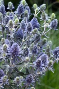 Blue Hobbit Sea Holly (Eryngium Planum) - 5 Pack Of Quart Pots -Cheap US Topiary Plant Store eryngium planum blue hobbit sea holly 5