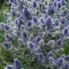 Blue Hobbit Sea Holly (Eryngium Planum) - 1 Gallon Pot