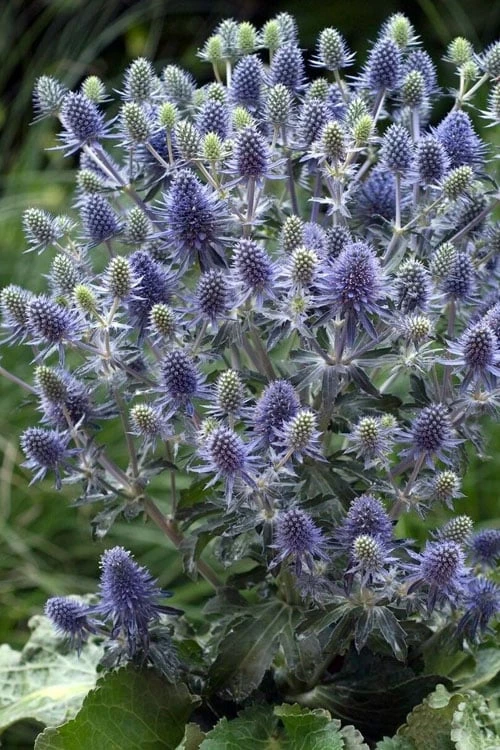 Blue Hobbit Sea Holly (Eryngium Planum) - 1 Gallon Pot 1 Blue Hobbit Sea Holly (Eryngium Planum) - 1 Gallon Pot
