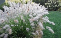 Hameln Dwarf Hardy Fountain Grass (Pennisetum) - 1 Gallon Pot -Cheap US Topiary Plant Store fountain20grass20hameln