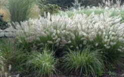 Hameln Dwarf Hardy Fountain Grass (Pennisetum) - 1 Gallon Pot -Cheap US Topiary Plant Store fountain20grass20hameln202