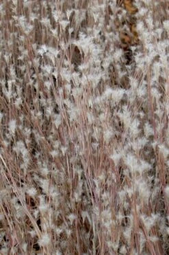 Black Mountain Bluestem Grass (Andropogon Ternarius) - 6 Pack Of 1 Gallon Pots -Cheap US Topiary Plant Store grass black mountain bluestem 500x750 2
