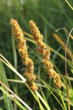 Fox Sedge (Carex Vulpinoidea) - 6 Pack Of 1 Gallon Pots -Cheap US Topiary Plant Store grass fox sedge 500x750 1