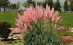 Pink Pampas Grass - 6 Pack Of 1 Gallon Pots -Cheap US Topiary Plant Store grass pink pampas landscapejpg 2