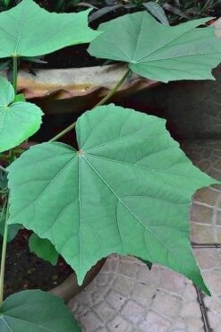 Confederate Rose Hibiscus - Rose Mallow - 3 Gallon Pot -Cheap US Topiary Plant Store hibiscus confederate rose leaves