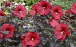 Summerific Holy Grail Hardy Hibiscus (Rose Mallow) - 1 Gallon Pot -Cheap US Topiary Plant Store hibiscus holy grail 800x500 1