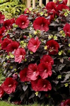Summerific Holy Grail Hardy Hibiscus (Rose Mallow) - 1 Gallon Pot -Cheap US Topiary Plant Store hibiscus summerific holy grail rose mallow 5