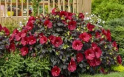 Summerific Holy Grail Hardy Hibiscus (Rose Mallow) - 1 Gallon Pot -Cheap US Topiary Plant Store hibiscus summerific holy grail rose mallow 6
