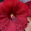 Summerific Holy Grail Hardy Hibiscus (Rose Mallow) - 1 Gallon Pot