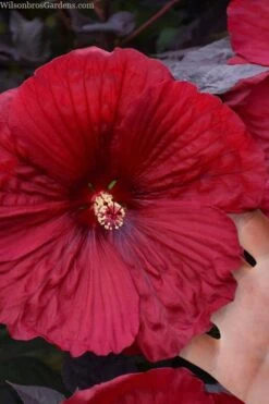 Summerific Holy Grail Hardy Hibiscus (Rose Mallow) - 1 Gallon Pot