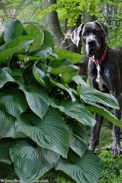 Empress Wu Giant Hosta Lily - 2 Gallon Pot -Cheap US Topiary Plant Store hosta lily empress wu 205 1