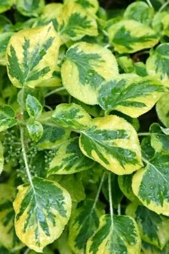 Miranda Climbing Hydrangea - 5 Gallon Pot -Cheap US Topiary Plant Store hydrangea anomala petiolaris miranda climbing hydrangea 11