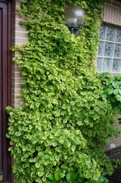 Miranda Climbing Hydrangea - 2 Gallon Pot -Cheap US Topiary Plant Store hydrangea anomala petiolaris miranda climbing hydrangea 13 1
