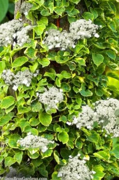 Miranda Climbing Hydrangea - 5 Gallon Pot -Cheap US Topiary Plant Store hydrangea anomala petiolaris miranda climbing hydrangea 8