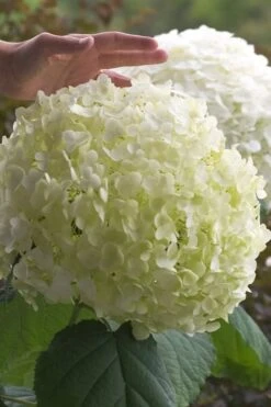 Incrediball Smooth Hydrangea - 3 Gallon Pot 12 Incrediball Smooth Hydrangea - 3 Gallon Pot -Cheap US Topiary Plant Store hydrangea arborescens incrediball 10