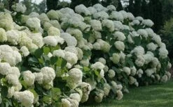 Incrediball Smooth Hydrangea - 3 Gallon Pot 13 Incrediball Smooth Hydrangea - 3 Gallon Pot -Cheap US Topiary Plant Store hydrangea arborescens incrediball 12