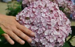 Incrediball Blush Smooth Hydrangea - 3 Gallon Pot -Cheap US Topiary Plant Store hydrangea arborescens incrediball blush 2