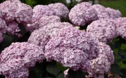 Incrediball Blush Smooth Hydrangea - 3 Gallon Pot -Cheap US Topiary Plant Store hydrangea arborescens incrediball blush 3