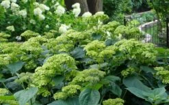 Invincibelle Sublime Smooth Hydrangea - 3 Gallon Pot -Cheap US Topiary Plant Store hydrangea arborescens invincibelle sublime 2