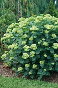 Invincibelle Sublime Smooth Hydrangea - 3 Gallon Pot -Cheap US Topiary Plant Store hydrangea arborescens invincibelle sublime 6
