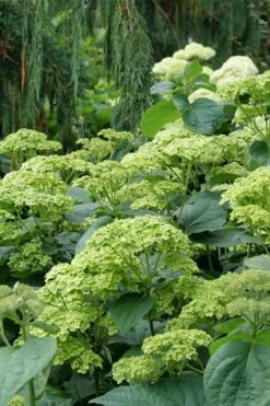 Invincibelle Sublime Smooth Hydrangea - 3 Gallon Pot -Cheap US Topiary Plant Store hydrangea arborescens invincibelle sublime 7