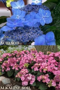 Endless Summer 'Pop Star' Hydrangea - 3 Gallon Pot 7 Endless Summer 'Pop Star' Hydrangea - 3 Gallon Pot -Cheap US Topiary Plant Store hydrangea endless summer pop star 1