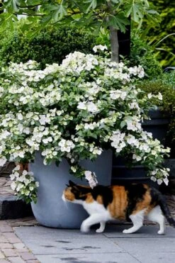 Fairytrail Bride Cascade Hydrangea - 3 Gallon Pot -Cheap US Topiary Plant Store hydrangea fairytrail bride 7