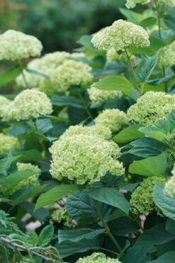 Invincibelle Sublime Smooth Hydrangea - 3 Gallon Pot -Cheap US Topiary Plant Store hydrangea invincibelle sublime 500x750 1