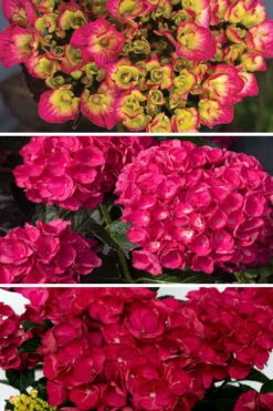 Akadama Hydrangea - 3 Gallon Pot 9 Akadama Hydrangea - 3 Gallon Pot -Cheap US Topiary Plant Store hydrangea macrophylla akadama 3