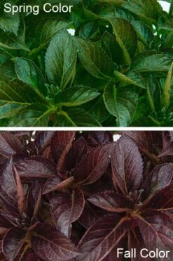 Akadama Hydrangea - 3 Gallon Pot 10 Akadama Hydrangea - 3 Gallon Pot -Cheap US Topiary Plant Store hydrangea macrophylla akadama 4