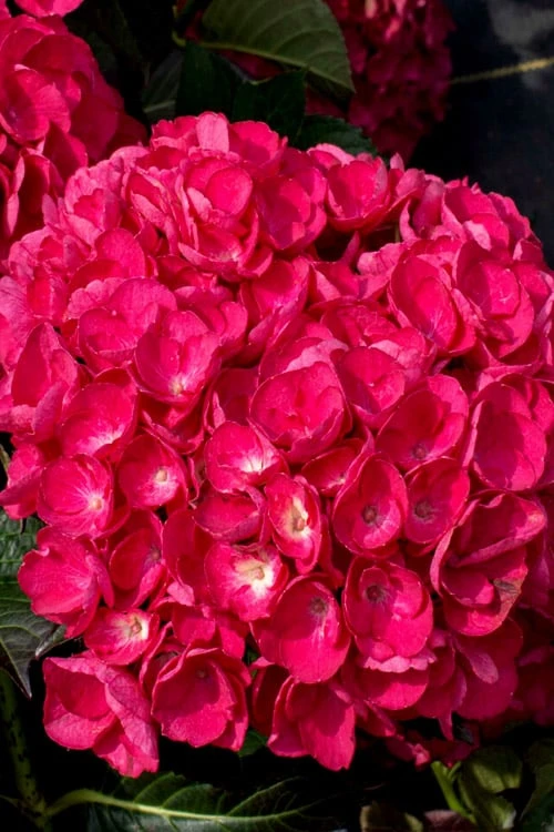 Akadama Hydrangea - 3 Gallon Pot 6 Akadama Hydrangea - 3 Gallon Pot - Image 6