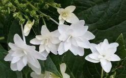 Fuji Waterfall Hydrangea - 1 Gallon Pot -Cheap US Topiary Plant Store hydrangea macrophylla fuji waterfall 2