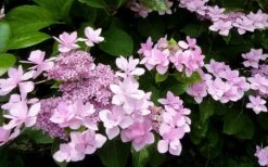 Izu No Hana Lacecap Hydrangea - 3 Gallon Pot -Cheap US Topiary Plant Store hydrangea macrophylla izu no ito 3