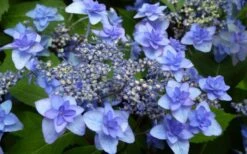 Izu No Hana Lacecap Hydrangea - 3 Gallon Pot -Cheap US Topiary Plant Store hydrangea macrophylla izu no ito 4