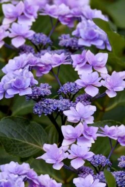 Izu No Hana Lacecap Hydrangea - 3 Gallon Pot -Cheap US Topiary Plant Store hydrangea macrophylla izu no ito 9