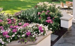 Let's Dance 'Big Band' Dwarf Hydrangea - 3 Gallon Pot -Cheap US Topiary Plant Store hydrangea macrophylla lets dance big band 3